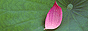 Button1249