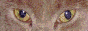 Button499
